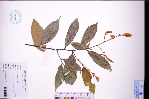  (Uvaria calamistrata - GBA-DWQJM40)  @11 [ ] by-nc-sa  Xue-Jun Ge Herbarium of South China Botanical Garden