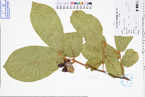  (Uvaria grandiflora - GBA-DWQJM42)  @11 [ ] by-nc-sa  Xue-Jun Ge Herbarium of South China Botanical Garden