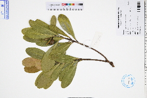  (Polyspora axillaris - GBA-DWQJM59)  @11 [ ] by-nc-sa  Xue-Jun Ge Herbarium of South China Botanical Garden