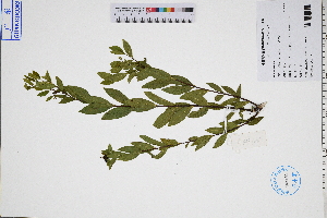  ( - GBA-DWQJM65)  @11 [ ] by-nc-sa  Xue-Jun Ge Herbarium of South China Botanical Garden
