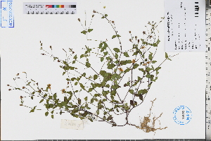  ( - GBA-DWQJM77)  @11 [ ] by-nc-sa  Xue-Jun Ge Herbarium of South China Botanical Garden