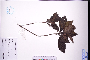  ( - GBA-DWQJM103)  @11 [ ] by-nc-sa  Xue-Jun Ge Herbarium of South China Botanical Garden