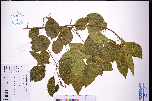  ( - GBA-DWQJM105)  @11 [ ] by-nc-sa  Xue-Jun Ge Herbarium of South China Botanical Garden