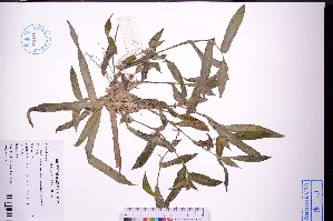  (Murdannia - GBA-DWQJM106)  @11 [ ] by-nc-sa  Xue-Jun Ge Herbarium of South China Botanical Garden