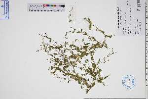  ( - GBA-DWQJM120)  @11 [ ] by-nc-sa  Xue-Jun Ge Herbarium of South China Botanical Garden