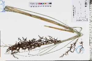  (Gahnia baniensis - GBA-DWQJM172)  @11 [ ] by-nc-sa  Xue-Jun Ge Herbarium of South China Botanical Garden