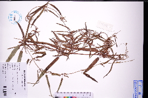  (Dioscorea benthamii - GBA-DWQJM173)  @11 [ ] by-nc-sa  Xue-Jun Ge Herbarium of South China Botanical Garden