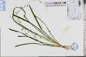  ( - GBA-DWQJM180)  @11 [ ] by-nc-sa  Xue-Jun Ge Herbarium of South China Botanical Garden