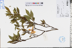  ( - GBA-DWQJM187)  @11 [ ] by-nc-sa  Xue-Jun Ge Herbarium of South China Botanical Garden