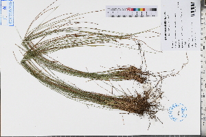  (Actinoschoenus - GBA-DWQJM193)  @11 [ ] by-nc-sa  Xue-Jun Ge Herbarium of South China Botanical Garden