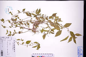  (Acalypha australis - GBA-DWQJM214)  @11 [ ] by-nc-sa  Xue-Jun Ge Herbarium of South China Botanical Garden