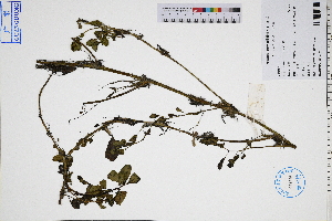  (Ludwigia adscendens - GBA-DWQJM238)  @11 [ ] by-nc-sa  Xue-Jun Ge Herbarium of South China Botanical Garden