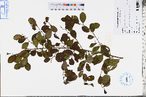  ( - GBA-DWQJM245)  @11 [ ] by-nc-sa  Xue-Jun Ge Herbarium of South China Botanical Garden