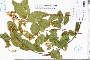  ( - GBA-DWQJM248)  @11 [ ] by-nc-sa  Xue-Jun Ge Herbarium of South China Botanical Garden