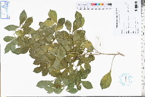  (Murraya exotica - GBA-DWQJM252)  @11 [ ] by-nc-sa  Xue-Jun Ge Herbarium of South China Botanical Garden