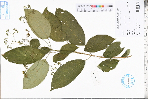  ( - GBA-DWQJM254)  @11 [ ] by-nc-sa  Xue-Jun Ge Herbarium of South China Botanical Garden
