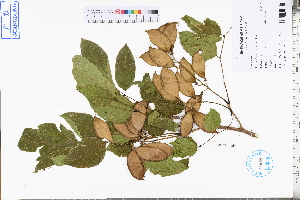  ( - GBA-DWQJM257)  @11 [ ] by-nc-sa  Xue-Jun Ge Herbarium of South China Botanical Garden