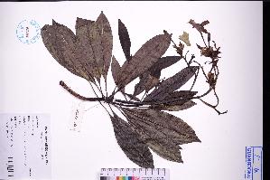  ( - GBA-DWQJM260)  @11 [ ] by-nc-sa  Xue-Jun Ge Herbarium of South China Botanical Garden