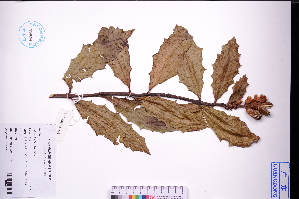  (Acanthus ilicifolius - GBA-DWQJM262)  @11 [ ] by-nc-sa  Xue-Jun Ge Herbarium of South China Botanical Garden