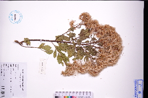  (Pluchea indica - GBA-DWQJM264)  @11 [ ] by-nc-sa  Xue-Jun Ge Herbarium of South China Botanical Garden
