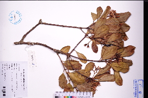  (Rhizophoraceae - GBA-DWQJM265)  @11 [ ] by-nc-sa  Xue-Jun Ge Herbarium of South China Botanical Garden