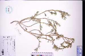  (Suaeda australis - GBA-DWQJM266)  @11 [ ] by-nc-sa  Xue-Jun Ge Herbarium of South China Botanical Garden
