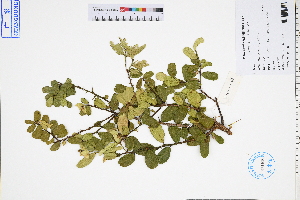  ( - GBA-DWQJM278)  @11 [ ] by-nc-sa  Xue-Jun Ge Herbarium of South China Botanical Garden