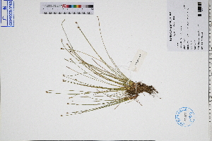  ( - GBA-DWQJM279)  @11 [ ] by-nc-sa  Xue-Jun Ge Herbarium of South China Botanical Garden