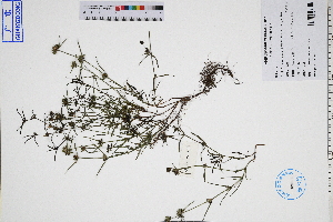  (Scleromitrion - GBA-DWQJM281)  @11 [ ] by-nc-sa  Xue-Jun Ge Herbarium of South China Botanical Garden