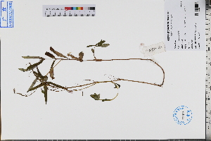  ( - GBA-DWQJM292)  @11 [ ] by-nc-sa  Xue-Jun Ge Herbarium of South China Botanical Garden