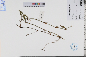  ( - GBA-DWQJM296)  @11 [ ] by-nc-sa  Xue-Jun Ge Herbarium of South China Botanical Garden