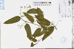  ( - GBA-DWQJM297)  @11 [ ] by-nc-sa  Xue-Jun Ge Herbarium of South China Botanical Garden