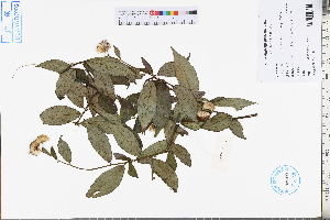  ( - GBA-DWQJM301)  @11 [ ] by-nc-sa  Xue-Jun Ge Herbarium of South China Botanical Garden
