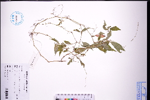  ( - GBA-DWQJM317)  @11 [ ] by-nc-sa  Xue-Jun Ge Herbarium of South China Botanical Garden