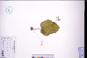  (Begonia fimbristipula - GBA-DWQJM333)  @11 [ ] by-nc-sa  Xue-Jun Ge Herbarium of South China Botanical Garden
