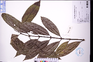  ( - GBA-DWQJM334)  @11 [ ] by-nc-sa  Xue-Jun Ge Herbarium of South China Botanical Garden