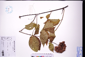  ( - GBA-DWQJM351)  @11 [ ] by-nc-sa  Xue-Jun Ge Herbarium of South China Botanical Garden