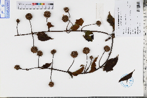  ( - GBA-DWQJM361)  @11 [ ] by-nc-sa  Xue-Jun Ge Herbarium of South China Botanical Garden