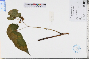  (Begonia longifolia - GBA-DWQJM378)  @11 [ ] by-nc-sa  Xue-Jun Ge Herbarium of South China Botanical Garden