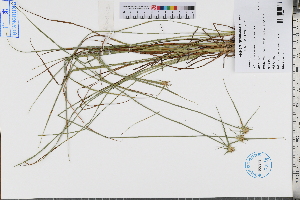  (Rhynchospora rubra - GBA-DWQJM386)  @11 [ ] by-nc-sa  Xue-Jun Ge Herbarium of South China Botanical Garden