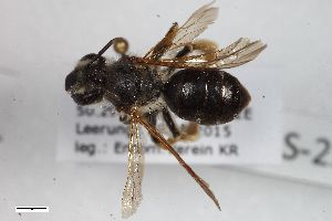  ( - ZFMK-TIS-2597911)  @11 [ ] CreativeCommons  Attribution Share-Alike (by-sa) 818 (2017) Unspecified Zoologisches Forschungsmuseum Alexander Koenig