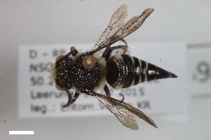  ( - ZFMK-TIS-2598005)  @11 [ ] CreativeCommons  Attribution Share-Alike (by-sa) 818 (2017) Unspecified Zoologisches Forschungsmuseum Alexander Koenig