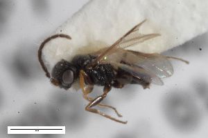  ( - ZFMK-TIS-2598128)  @11 [ ] CreativeCommons  Attribution Share-Alike (by-sa) 818 (2017) Unspecified Zoologisches Forschungsmuseum Alexander Koenig