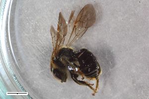  ( - ZFMK-TIS-2602480)  @11 [ ] CreativeCommons  Attribution Share-Alike (by-sa) 818 (2017) Unspecified Zoologisches Forschungsmuseum Alexander Koenig