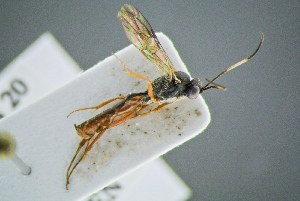  ( - BC-ZSM-HYM-23653-D01)  @11 [ ] CreativeCommons - Attribution Non-Commercial Share-Alike (2017) SNSB, Staatliche Naturwissenschaftliche Sammlungen Bayerns ZSM (SNSB, Zoologische Staatssammlung Muenchen)