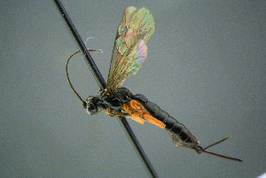  ( - BC-ZSM-HYM-27454-A10)  @13 [ ] CreativeCommons - Attribution Non-Commercial Share-Alike (2017) SNSB, Staatliche Naturwissenschaftliche Sammlungen Bayerns ZSM (SNSB, Zoologische Staatssammlung Muenchen)