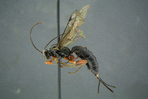  ( - BC-ZSM-HYM-27454-B01)  @13 [ ] CreativeCommons - Attribution Non-Commercial Share-Alike (2017) SNSB, Staatliche Naturwissenschaftliche Sammlungen Bayerns ZSM (SNSB, Zoologische Staatssammlung Muenchen)