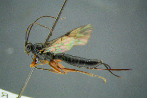  ( - BC-ZSM-HYM-27454-B02)  @12 [ ] CreativeCommons - Attribution Non-Commercial Share-Alike (2017) SNSB, Staatliche Naturwissenschaftliche Sammlungen Bayerns ZSM (SNSB, Zoologische Staatssammlung Muenchen)