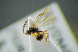  ( - BC-ZSM-HYM-27454-C08)  @11 [ ] CreativeCommons - Attribution Non-Commercial Share-Alike (2017) SNSB, Staatliche Naturwissenschaftliche Sammlungen Bayerns ZSM (SNSB, Zoologische Staatssammlung Muenchen)