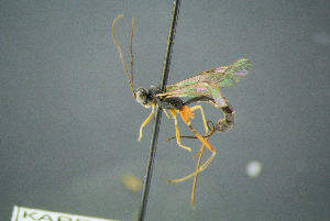  ( - BC-ZSM-HYM-27454-C10)  @11 [ ] CreativeCommons - Attribution Non-Commercial Share-Alike (2017) SNSB, Staatliche Naturwissenschaftliche Sammlungen Bayerns ZSM (SNSB, Zoologische Staatssammlung Muenchen)